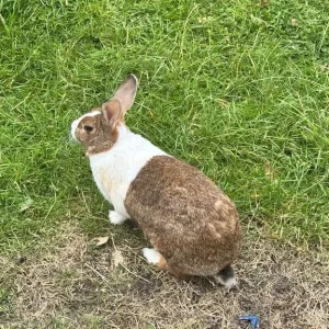 Dutch Rabbits Pair - Image 2