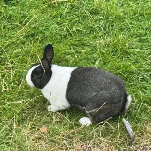 Dutch Rabbits Pair - Image 3