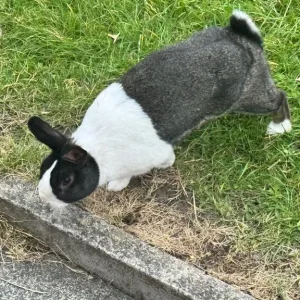 Dutch Rabbits Pair - Image 4