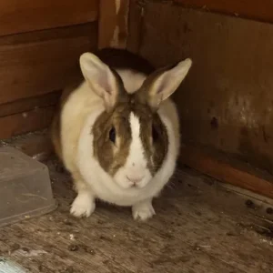 Dutch Rabbits Pair - Image 5