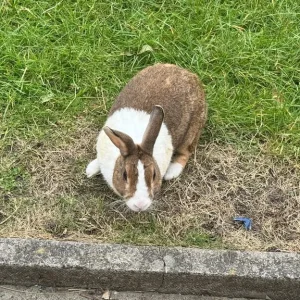 Dutch Rabbits Pair