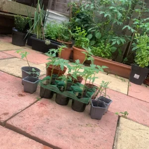 🌱 Tomato Plants from Seed, Ready to Grow - Image 2