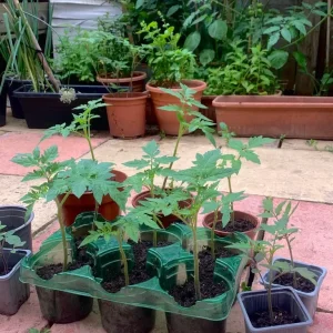 🌱 Tomato Plants from Seed, Ready to Grow - Image 3