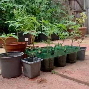 🌱 Tomato Plants from Seed, Ready to Grow - Image 4