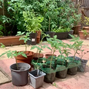 🌱 Tomato Plants from Seed, Ready to Grow