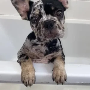 Merle male French bulldog - Image 2