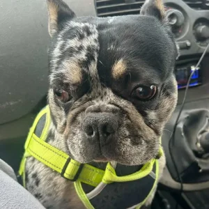 Merle male French bulldog