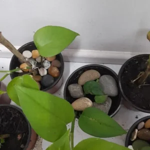 Pothos Indoor Plants