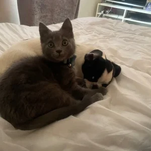 Two grey kittens and a male cat - Image 2