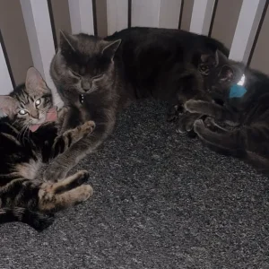 Two grey kittens and a male cat - Image 3