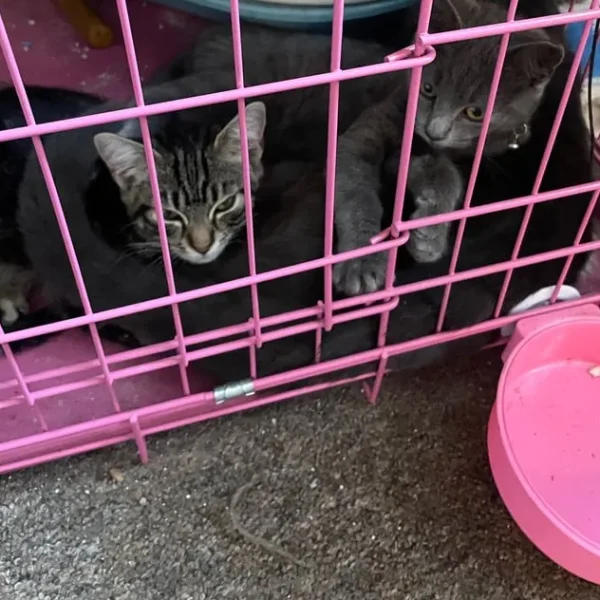 Two grey kittens and a male cat
