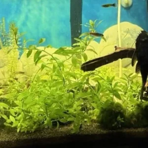 Fish Tank with Live Plants and Fish – Everything Set Up - Image 2