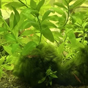 Fish Tank with Live Plants and Fish – Everything Set Up - Image 3