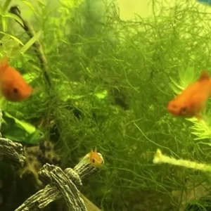 Fish Tank with Live Plants and Fish – Everything Set Up - Image 4