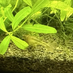 Fish Tank with Live Plants and Fish – Everything Set Up - Image 5
