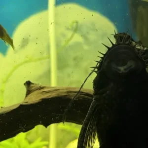 Fish Tank with Live Plants and Fish – Everything Set Up - Image 6