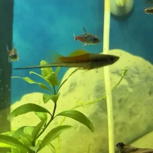 Fish Tank with Live Plants and Fish – Everything Set Up - Image 7