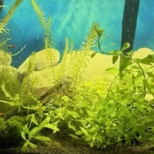 Fish Tank with Live Plants and Fish – Everything Set Up - Image 8