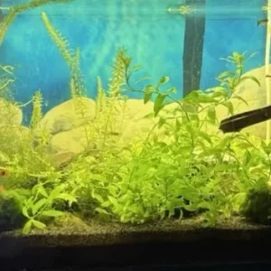 Fish Tank with Live Plants and Fish – Everything Set Up