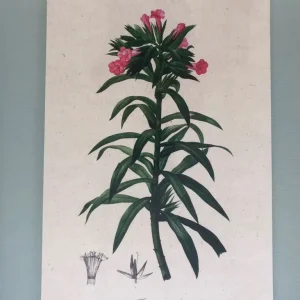 Flower Picture in White Frame with Echium Grandiflorum on Beige Background