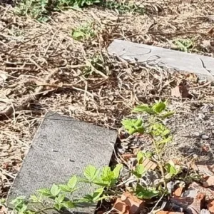 Paving slabs - Image 4