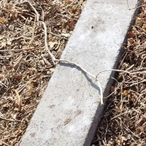 Paving slabs - Image 5