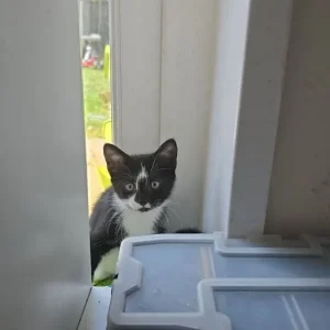 4 kittens, 10 weeks old - Image 2