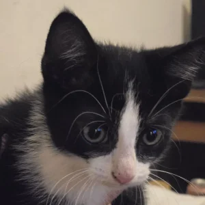 4 kittens, 10 weeks old - Image 3