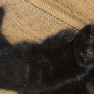 4 kittens, 10 weeks old - Image 4