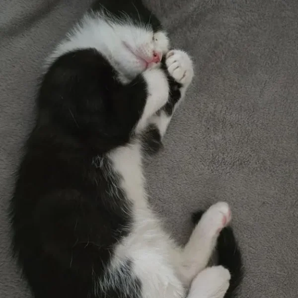 4 kittens, 10 weeks old