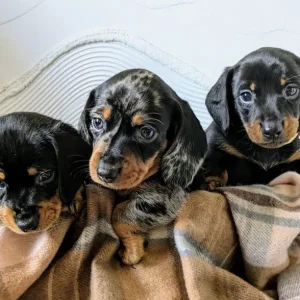 Miniature Dachshund Puppies - Image 2