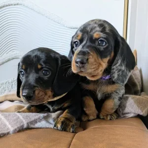 Miniature Dachshund Puppies - Image 3