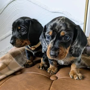 Miniature Dachshund Puppies - Image 4