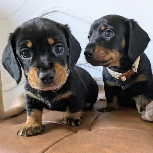 Miniature Dachshund Puppies - Image 5