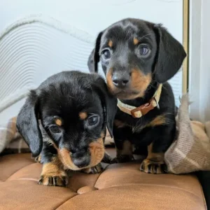 Miniature Dachshund Puppies - Image 6