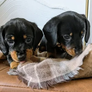 Miniature Dachshund Puppies - Image 7