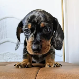 Miniature Dachshund Puppies - Image 8