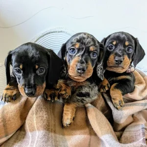 Miniature Dachshund Puppies