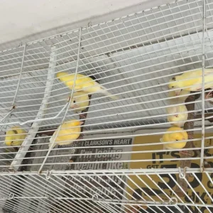 Young canaries - Image 2