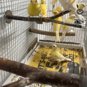 Young canaries - Image 3