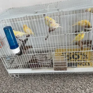 Young canaries