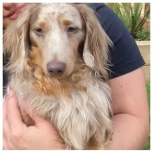 Four long-haired miniature Dachshund puppies - Image 3