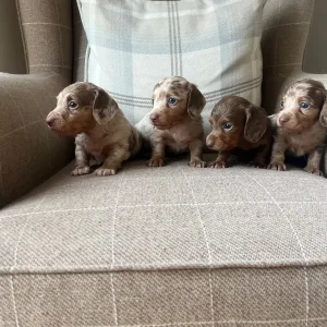 Four long-haired miniature Dachshund puppies - Image 4