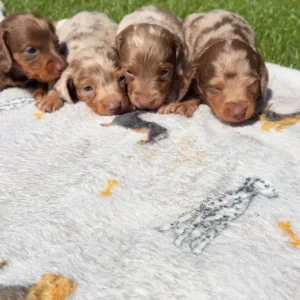 Four long-haired miniature Dachshund puppies - Image 5