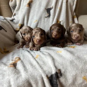 Four long-haired miniature Dachshund puppies - Image 6