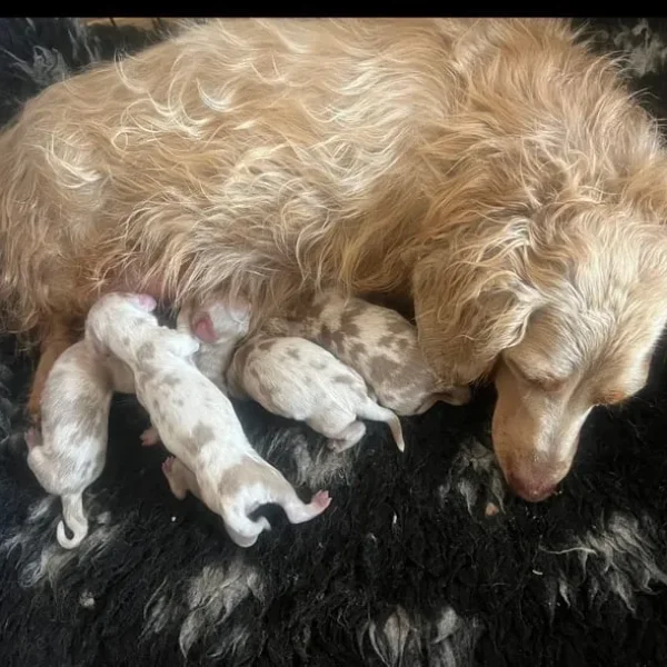 Four long-haired miniature Dachshund puppies
