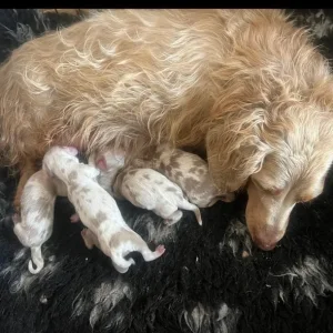 Four long-haired miniature Dachshund puppies