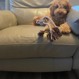 4 month old cockapoo puppy - Image 2
