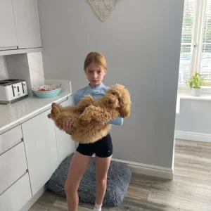 4 month old cockapoo puppy