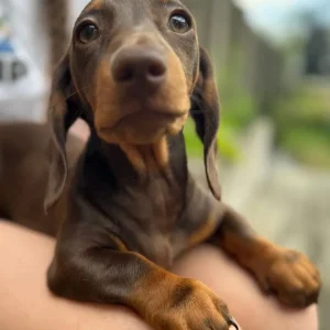 Mini Dachshund Boys from Luna’s Litter - Image 2